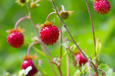 De drielingbloem op de juiste manier verzorgen