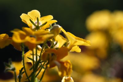 Hoogtepunt in de keuken - Eetbare geurende geraniums