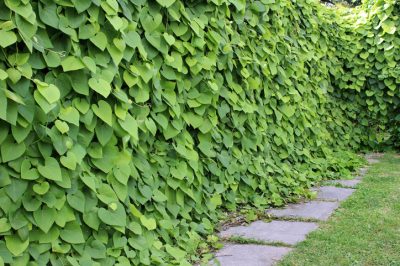 Geurende geranium: wat is belangrijk als het om verzorging gaat?