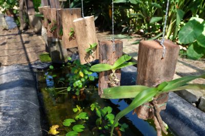 Hoe geurende jasmijn in de tuin te planten