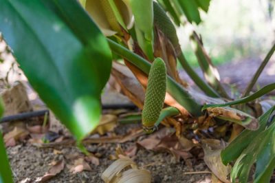 Lijsterbes in de tuin - onderhoudsvriendelijke en zeer decoratieve loofbomen