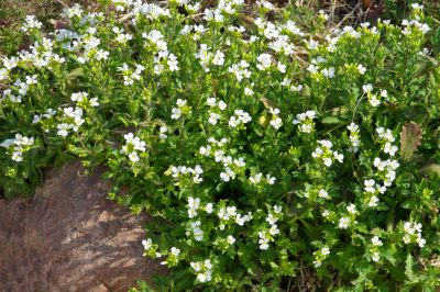 Het wildhout bloeit alleen in warme zomers