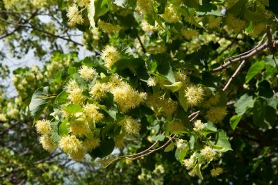 Echte kamille - profiel van een populaire medicinale plant