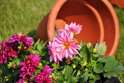 Echte kamille planten: een gids