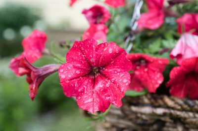 Juiste verzorging van echte jasmijn (Jasminum officinale)