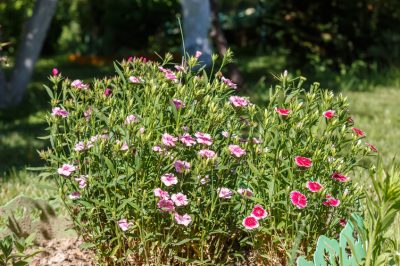 Echte lavendel - hoe het te identificeren