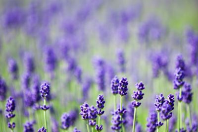 Echte lavendel is slechts gedeeltelijk winterhard