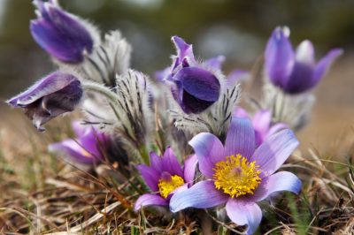 Het planten van de Edellieschen kan zo eenvoudig zijn!