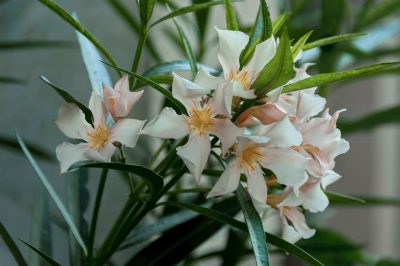 Edelweiss - Alpenbloem met een hoge symbolische betekenis