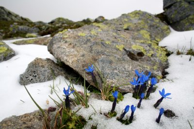 Uitlopers van de klimop trekken - zo krijg je nieuwe planten