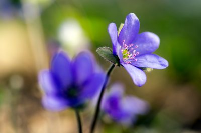 Eikenbomen komen bijna overal ter wereld voor