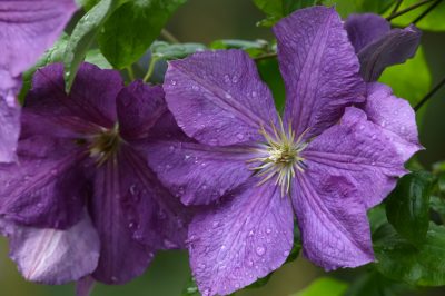 Een eik laten groeien voor de tuin