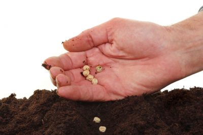 Hydrocultuur voor het enkele blad - perfect voor mensen zonder 