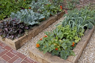 Gentiaan planten - hier moet je op letten!