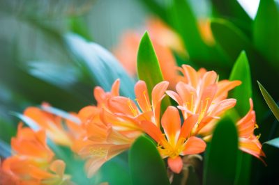 Aardbeien op het balkon planten en verzorgen - zo werkt het