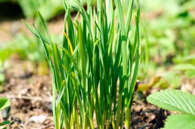 Hoe aardbeien gedijen in een bloembak