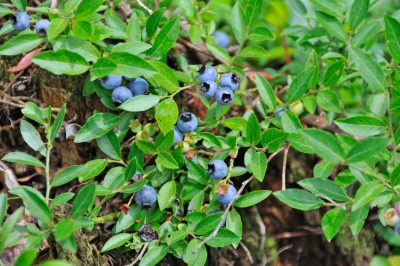 Het opvoedingssnoei zorgt voor vitaliteit en opbrengst in de appelboom