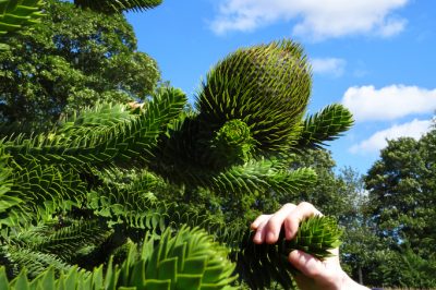 Japanse esdoorn - goede verzorging voor een bijzonder mooie bladkleur