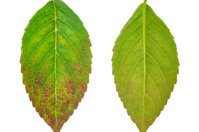 Japanse esdoorn in de emmer heeft een goede afwatering nodig