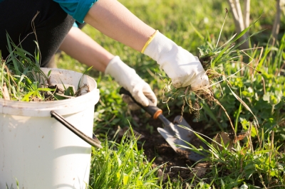 Hoe groot worden eikenbomen?