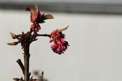 Mag een Ficus benjamina in de slaapkamer staan?