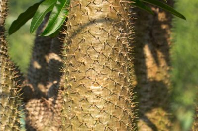 Ficus benjamina verliest bladeren - de 5 meest voorkomende oorzaken