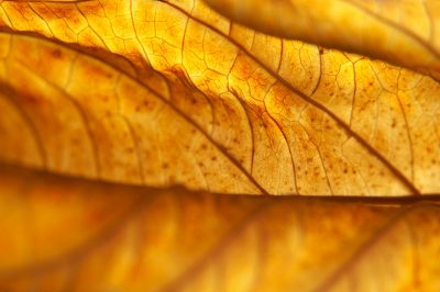 Ficus benjamini verliest groene bladeren - wat te doen?