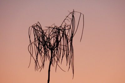 Hoe Ficus Benjamini correct te snijden - instructies in de tutorial