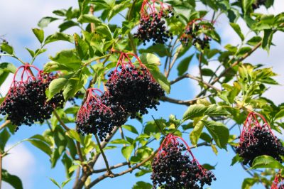 Het vingerhoedskruid - een winterharde plant voor in de tuin?