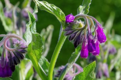 Ableger von der Forsythie gewinnen