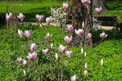 Eine Forsythie als Hochstamm zu ziehen funktioniert nicht