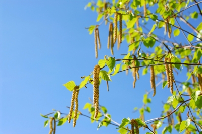 Kweek nieuwe forsythia uit stekken