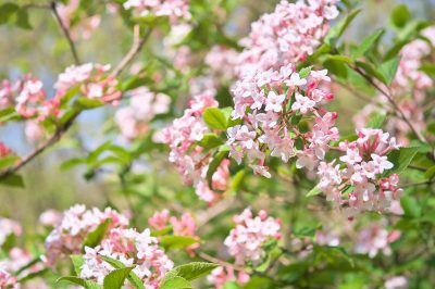 Fuchsia's - grote diversiteit aan variëteiten en soorten