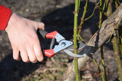 Hoe een hosta te vermeerderen - voor amateur-tuinders