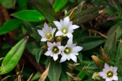 Niet alleen een lust voor het oog - rockcress is eetbaar