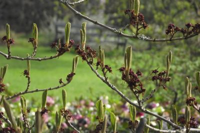 Heeft u echt een bouwvergunning nodig voor een tuinhuisje?