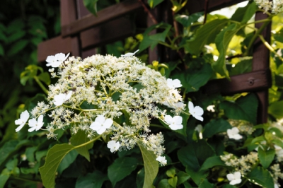 Het dak van het tuinhuis afdekken - zo doe je het goed