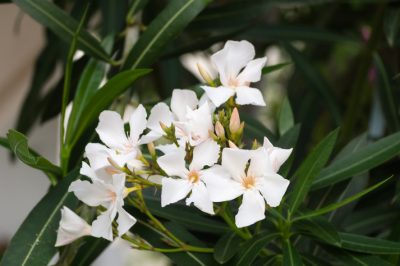 Gevlekte brandnetel - plantenportret in een profiel