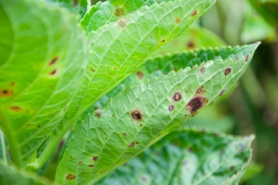 Goed water geven voor de moestuin