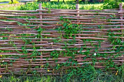 Een welvarende buurt in de moestuin dankzij gemengde cultuur