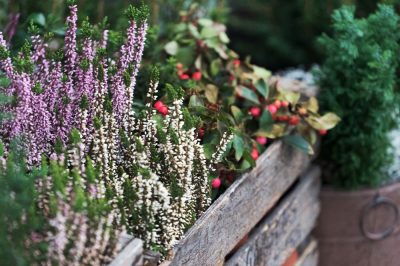 Gladiolen planten: een gedetailleerde gids