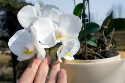 Hoe worden gladiolen gesnoeid voordat ze overwinteren?