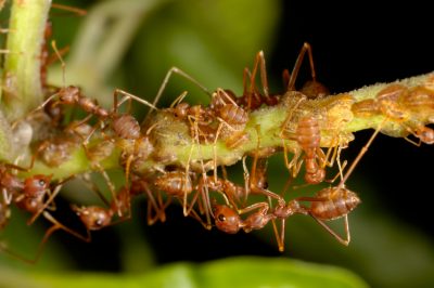 Gleditschie planten en verzorgen