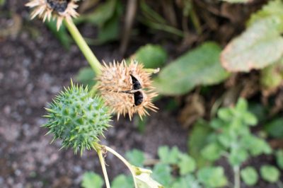 Goldenrod inspireert met een lange bloeitijd