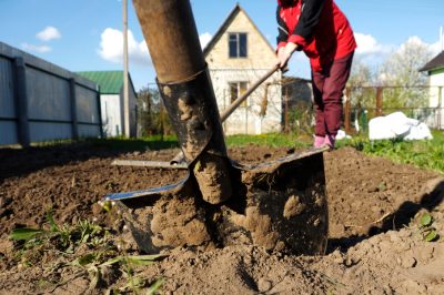 Hoe u uw groene lelie op de juiste manier water geeft - de beste tips