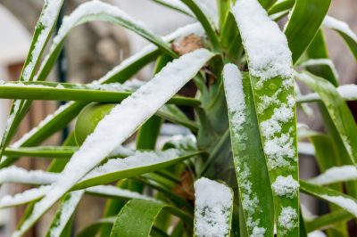 Granaatappelplant bevat giftige plantendelen