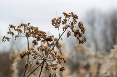 Aromatische en medicinale plant Gundermann - een profiel