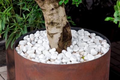 Komkommers op het balkon - planttips op hoge hoogten