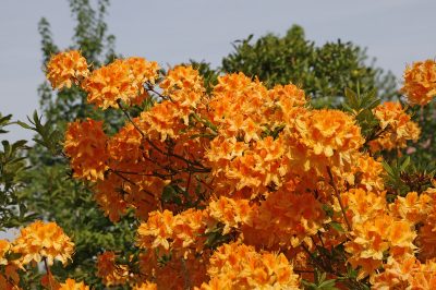Overwinteren, snoeien, Hangende geraniums: verzorgen