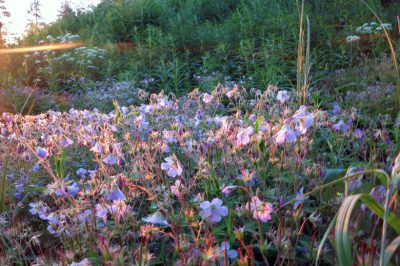 Een bloemrijk juweel voor elke tuin - de veelzijdige kornoelje